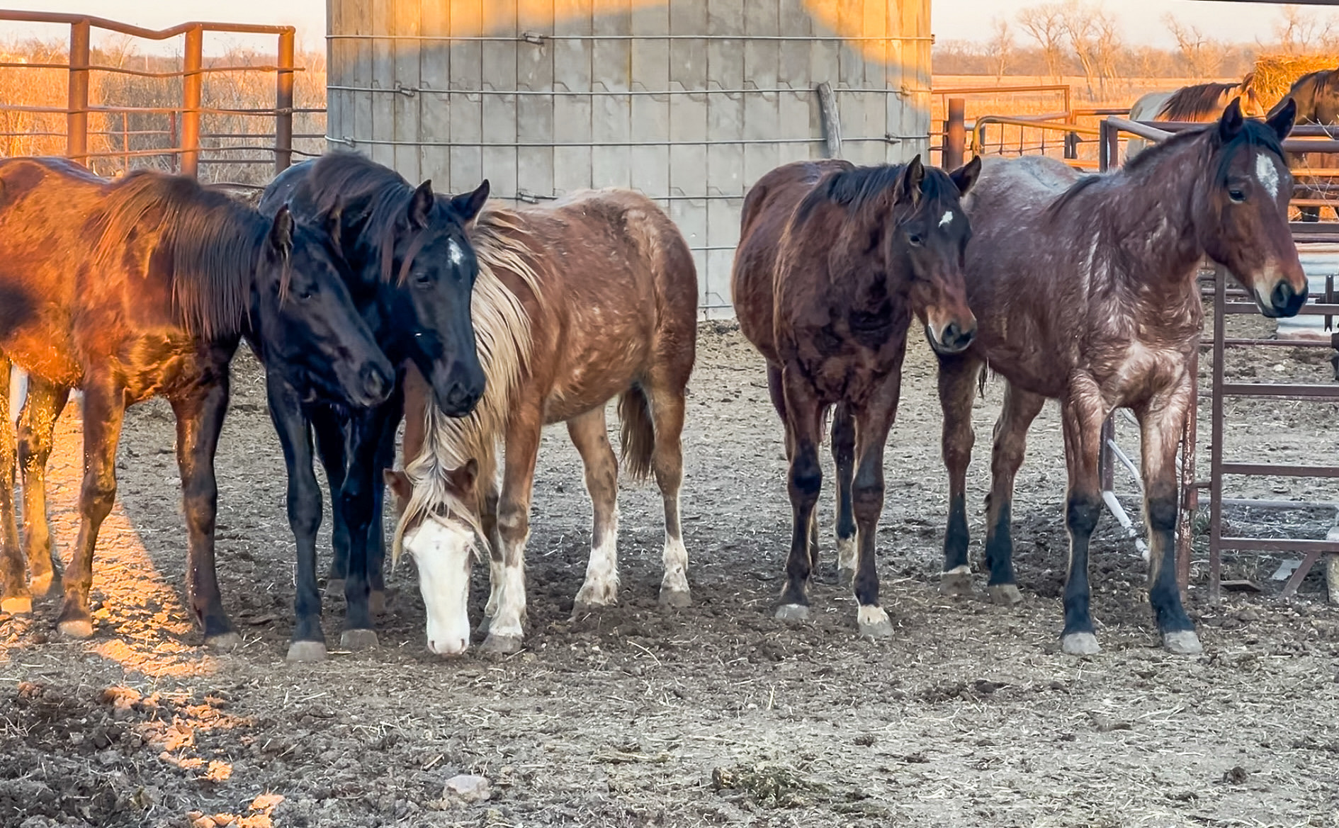 five horses standing in pen
