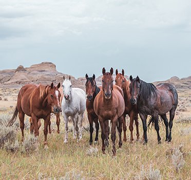 2025_Top-Horse-KS
