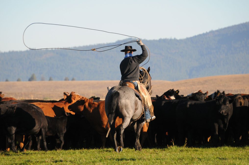 High Desert Quarter Horses Production Sale