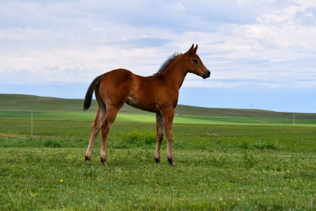 Lazy JS Ranch Quarter Horse Production Sale