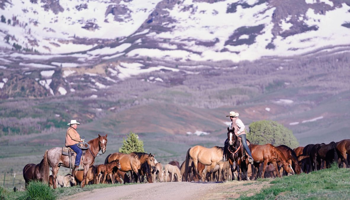 Memory Ranches Annual Foal Sale